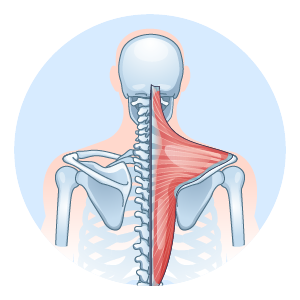 tenet-all-neck-pain-ways-to-relief-07 Stretching exercises to strengthen spinal muscles